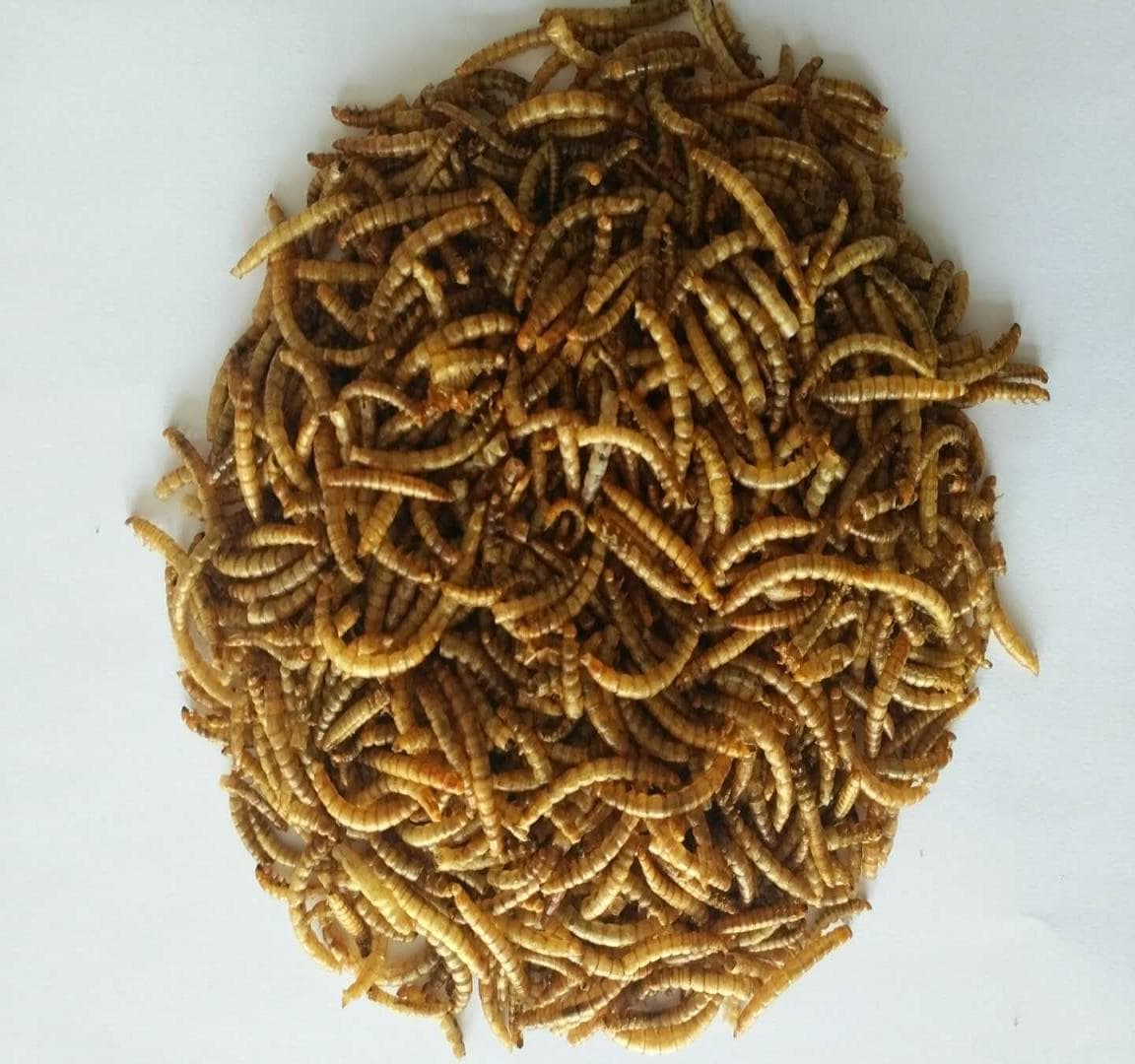 dried mealworms